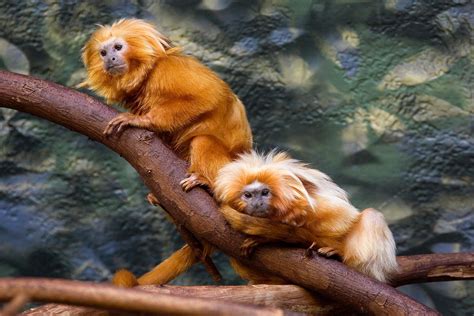 The golden lion tamarin , also known as the golden marmoset, is a small ...