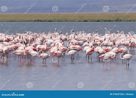 Large Group of Flamingos (Phoenicopterus Roseus Stock Illustration ...