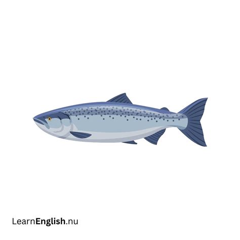 Sea Animals in Spanish: Names of marine animals in Spanish - learn spanish