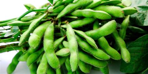 Everything Edamame: How to Cook, Nutrition, and Health Benefits