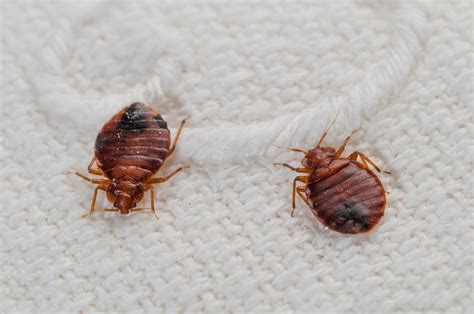 Bedbugs