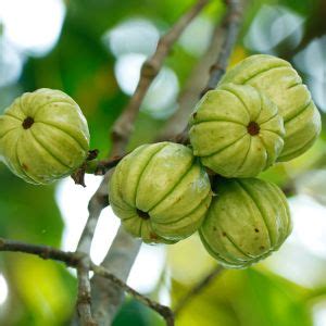 8 Best Garcinia Cambogia Supplements of 2024 in India, According To Experts