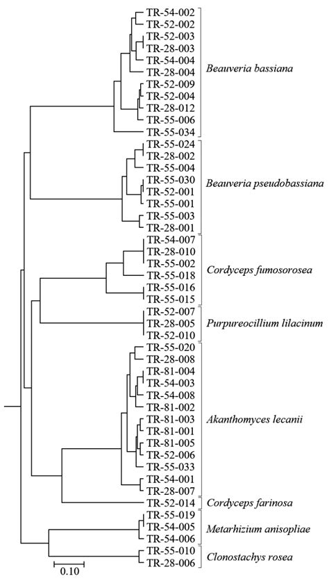 Molecular Characterization of Native Entomopathogenic Fungi from ...