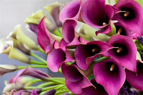 Download Pink Flower Flower Nature Calla Lily HD Wallpaper
