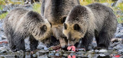 Grizzly Bear Diet
