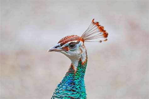 11 Colorful Peacock Facts