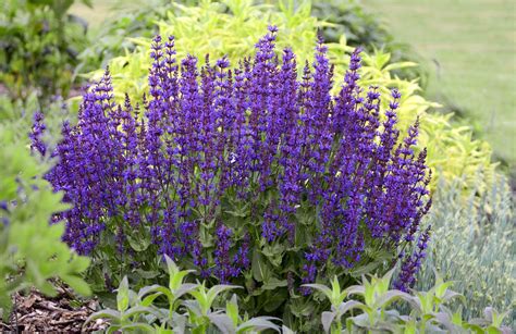 27 Low-Maintenance Perennial Flowers Perfect for Beginners | Flowers ...