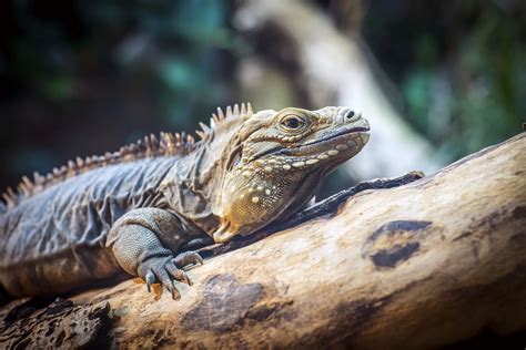 12 Fascinating Types of Iguanas for Reptile Enthusiasts - Reptile Craze