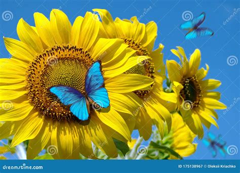 Blooming Sunflowers on a Background of Blue Sky. Beautiful Blue ...