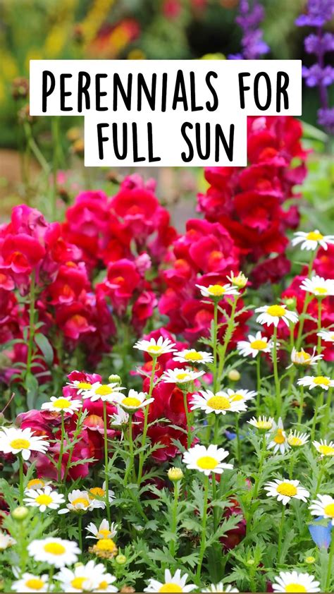 Full sun perennials for that spot in the garden that never sees shade ...