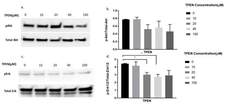 Zinc Modulates Several Transcription-Factor Regulated Pathways in Mouse ...