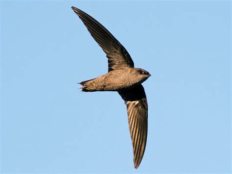 Chimney Swift - eBird