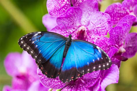 200+ Things That Are Blue in Nature (Full List and Photos) | Color Meanings