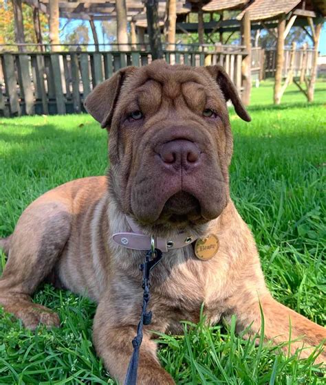 37 Interesting Shar-Pei Mixes You Must See (With Pictures)