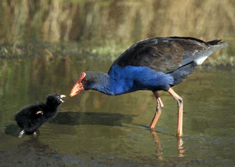 İkili Hayvan Resimleri - Sayfa 18