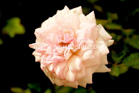 Rose varieties with names gallery-1