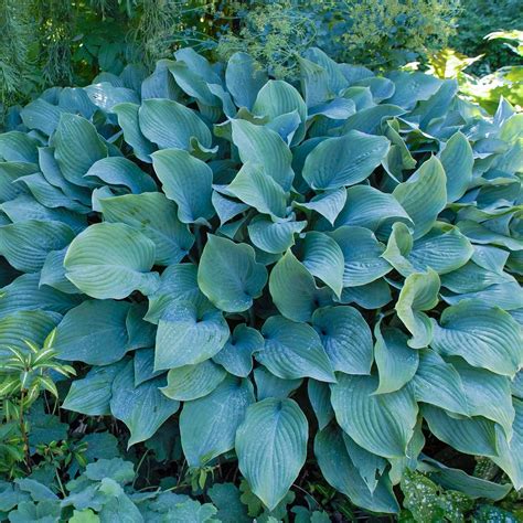 Krossa Regal Hosta | Natural Gardens