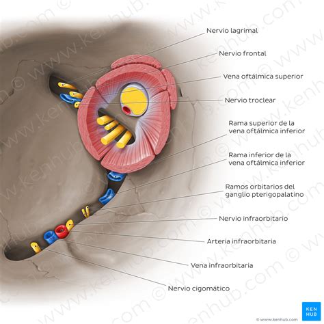 Superior and inferior orbital fissures: Neurovasculature (Spanish) – Kenhub Image License Store