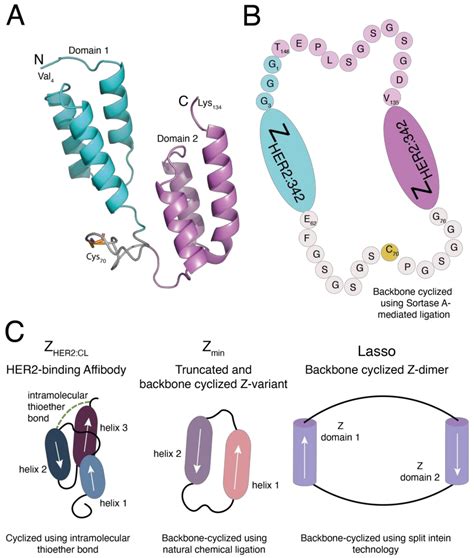 Stability Enhancement of a Dimeric HER2-Specific Affibody Molecule ...