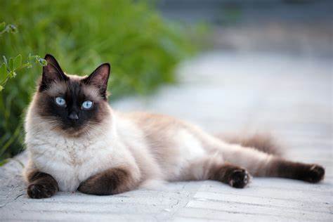 Interesting Facts About The Siamese Cat - MyStart