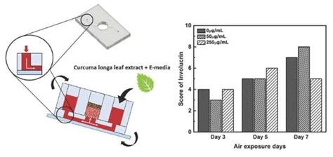 Testing the Effectiveness of Curcuma longa Leaf Extract on a Skin ...