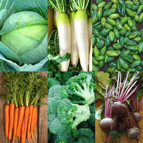 F1 seeds hybrid vegetables winter season,(pack of 250) 6 varieties ...