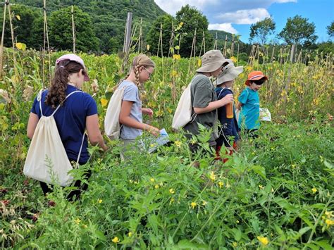 Dirty Fingernails Garden Camp: Beneficial Insects, Fruition Seeds ...