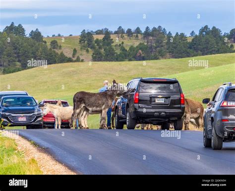 Wild Burros or Donkeys on Wildlife Loop Road blocking traffic in Custer ...