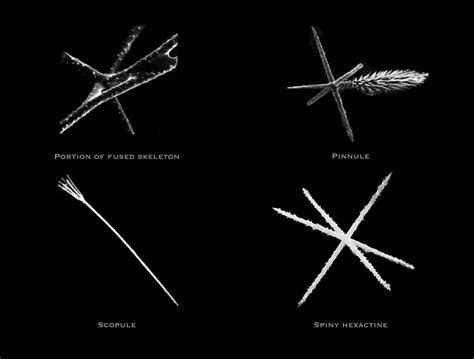 Sponges of the North East Pacific Ocean