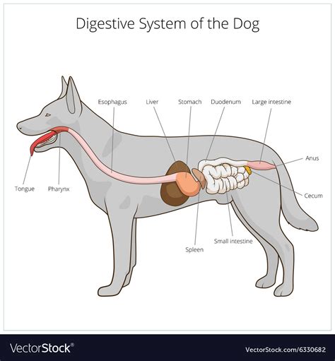 The Steps of a Dogs Digestive System 的图像结果