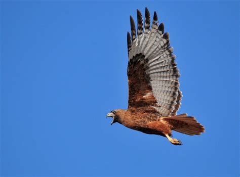Red-tailed hawk | FWS.gov