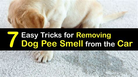 Dog Urine Odor - Guide to Get Rid of Dog Pee Smell in Your Car