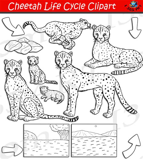 Cheetah Life Cycle Clipart Set Download - Clipart 4 School