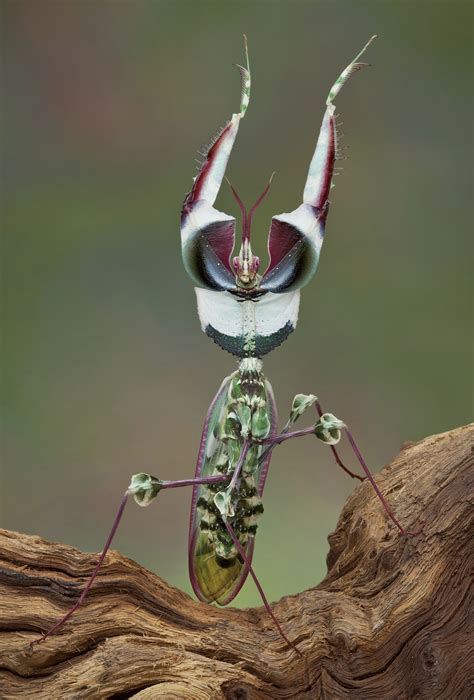 Devil’s Flower Mantis | ECOEXCITING!