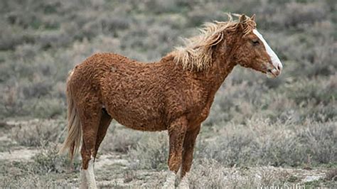 BLM Plans To Round Up Extremely Rare Wyoming Curly-Haired Mustangs ...