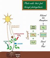 photosynthesis 的图像结果