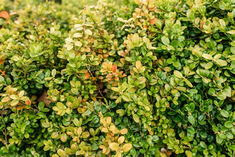 How to Grow and Care for Boxwood (Box) Shrubs