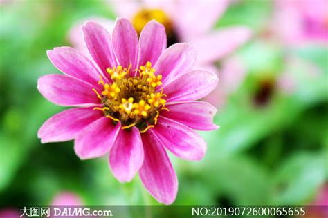 美丽的红色小花朵微距摄影图片_大图网图片素材