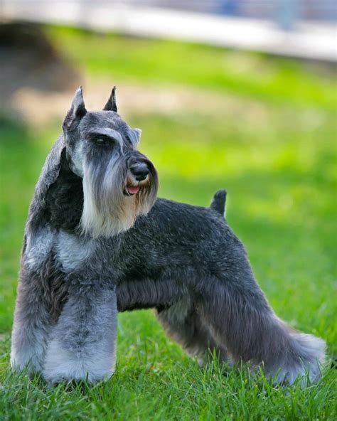 22 Best Schnauzer Haircuts With Pictures! (2026 Updated)