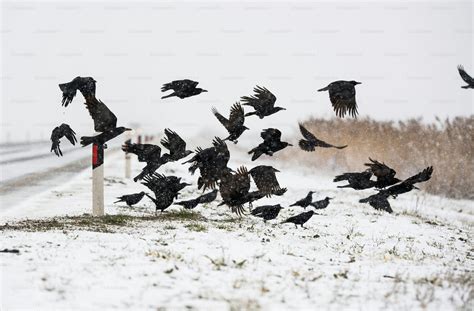 A flock of crows flying above the frozen field photo – Animal Image on ...