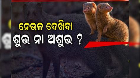 Mongoose: ଘର ପାଖରେ ନେଉଳ ଦେଖୁଛନ୍ତି କି? ଶୁଭ ନା ଅଶୁଭ, ଜାଣନ୍ତୁ ନଚେତ ...
