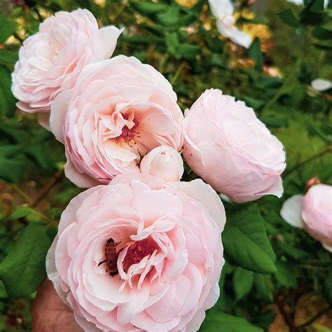 Fresh Edible Flower Mix – Organica Floret