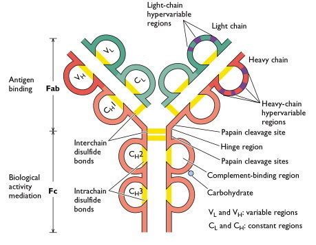 Draw a neat diagrammatic sketch of an antibody structure and label the ...