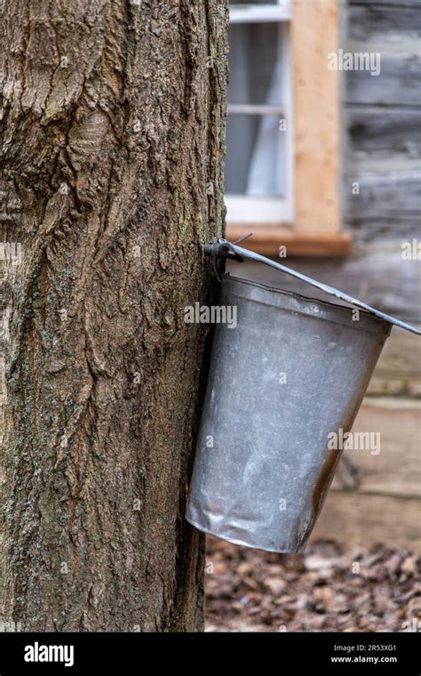 Image result for Extracting Maple Syrup From Trees