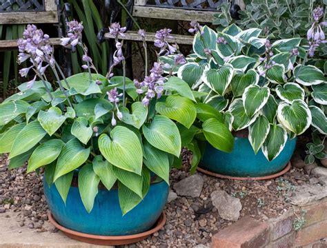 6 Tips for Growing Hostas in Pots