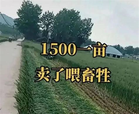 田东强降雨致农作物被淹-广西高清图片-中国天气网