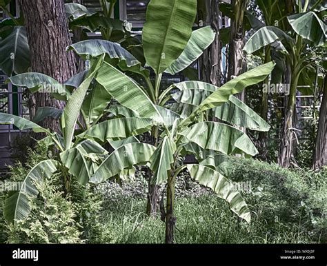 Banana palms in the arboretum Stock Photo - Alamy