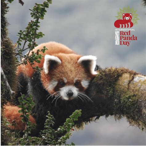 Red Panda Network on LinkedIn: Happy Internacional Red Panda Day!!!
