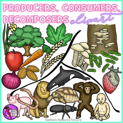 Decomposers Clipart