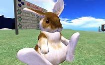 Image result for Fuzzy Bunny Pics